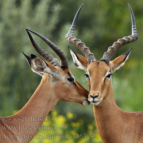 Antilopa Impala インパラ（ Импала Імпала Aepyceros melampus Impala