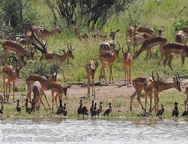 Antilopa Impala インパラ（ Импала Імпала Aepyceros melampus Impala