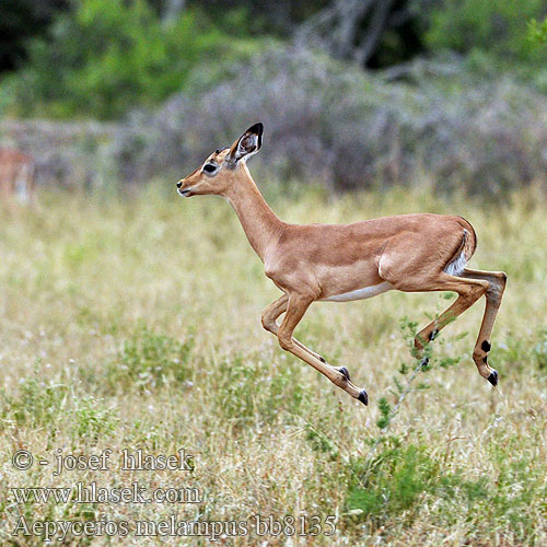 Antilopa Impala インパラ（ Импала Імпала Aepyceros melampus Impala