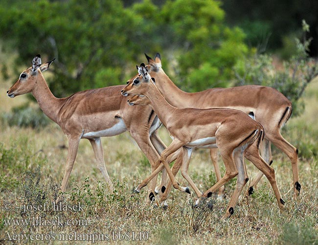 インパラ（ Импала Імпала Aepyceros melampus Impala Antilopa Impala