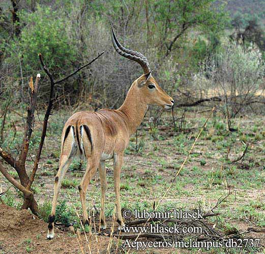 インパラ（ Импала Імпала Aepyceros melampus Impala Antilopa Impala