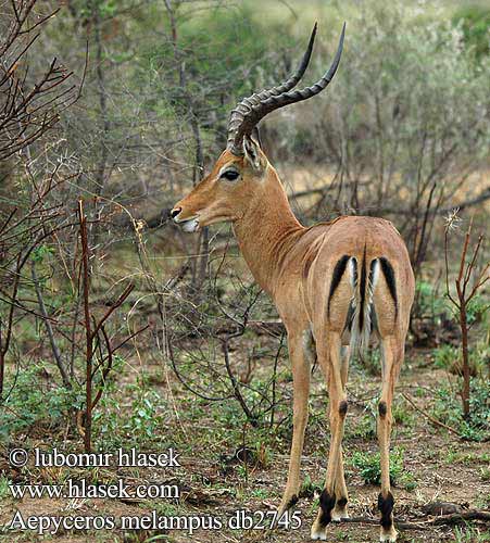 インパラ（ Импала Імпала Aepyceros melampus Impala Antilopa Impala