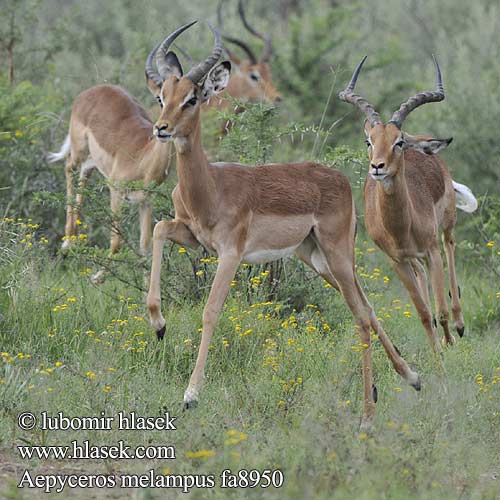 Імпала Aepyceros melampus Impala Antilopa Impala インパラ（ Импала