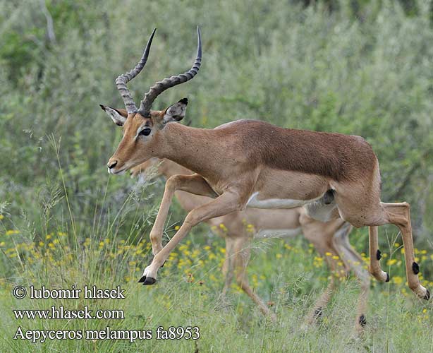 Імпала Aepyceros melampus Impala Antilopa Impala インパラ（ Импала