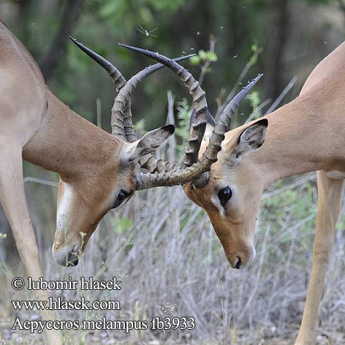 Aepyceros melampus Impala Antilopa Impala インパラ（ Импала Імпала