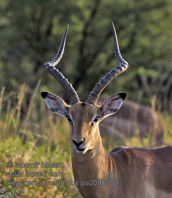 Impala Aepyceros melampus