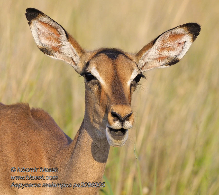 Impala Aepyceros melampus