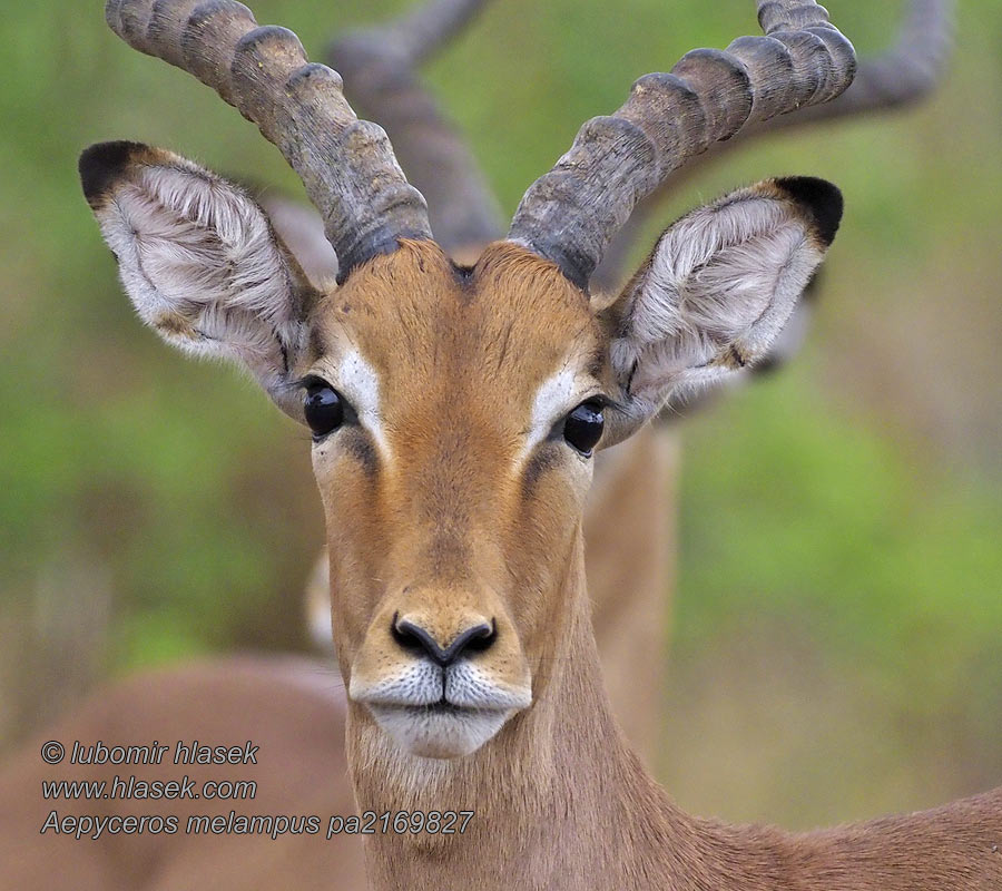 Impala Aepyceros melampus