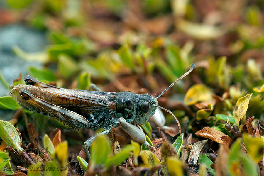 Aeropus sibiricus Gomphocerus Club-legged Grasshopper