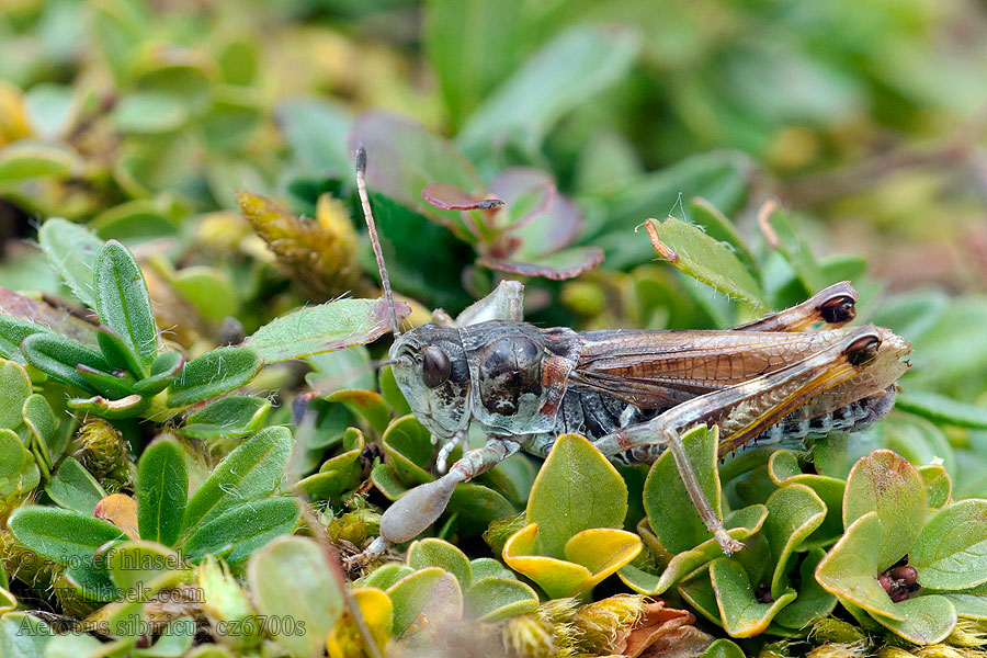 Aeropus sibiricus Сибирская кобылка