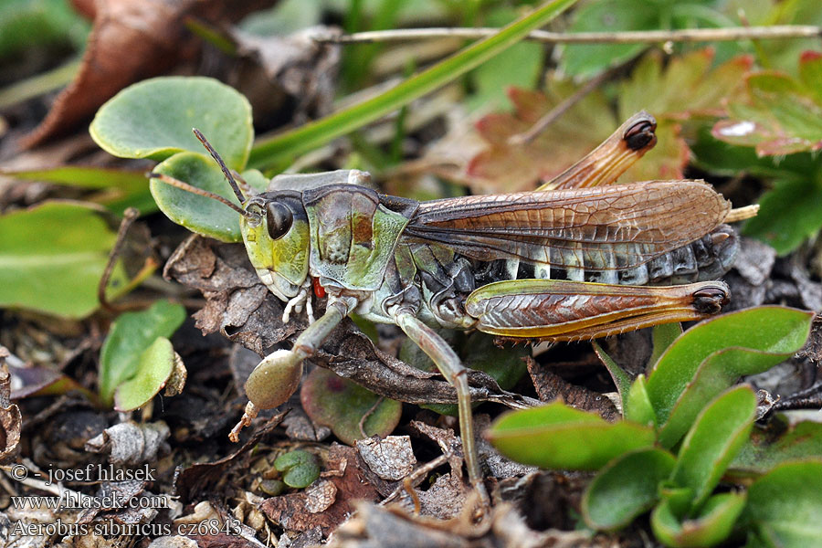 Сибирская кобылка Gomphocerus sibiricus Aeropus