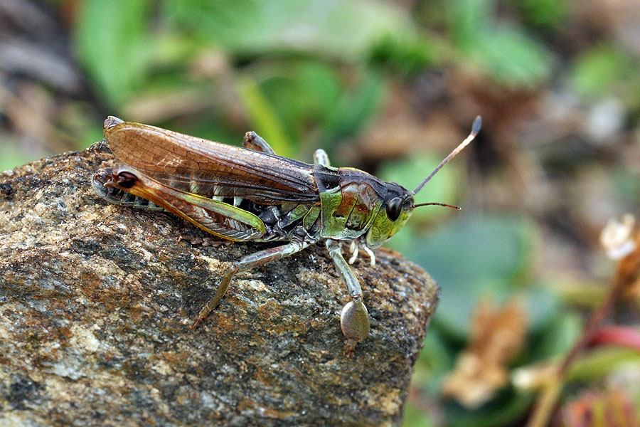 Gomphocerus sibiricus Aeropus