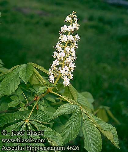 Aesculus hippocastanum Common Horse-chestnut Buckeye Hevoskastanja