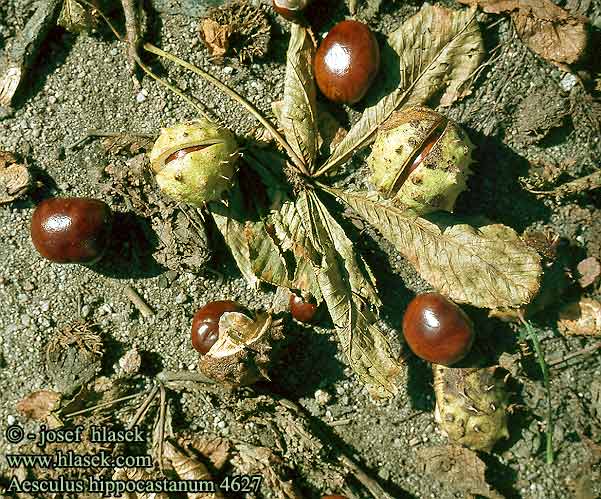 Aesculus hippocastanum Châtaignier de cheval Paardenkastanje