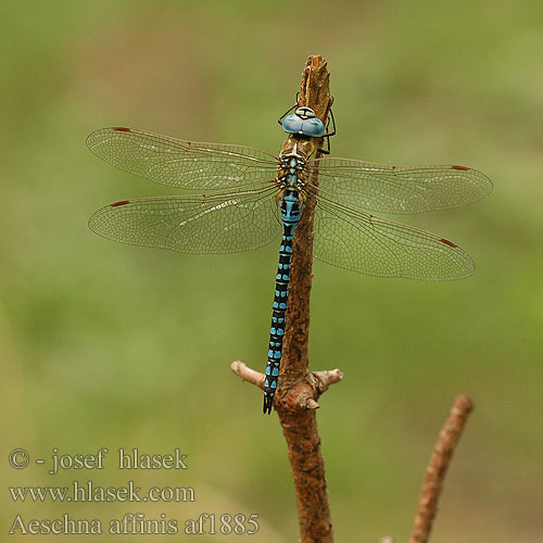 Aeshna affinis šídlo trstinové rákosní Southern Migrant Hawker