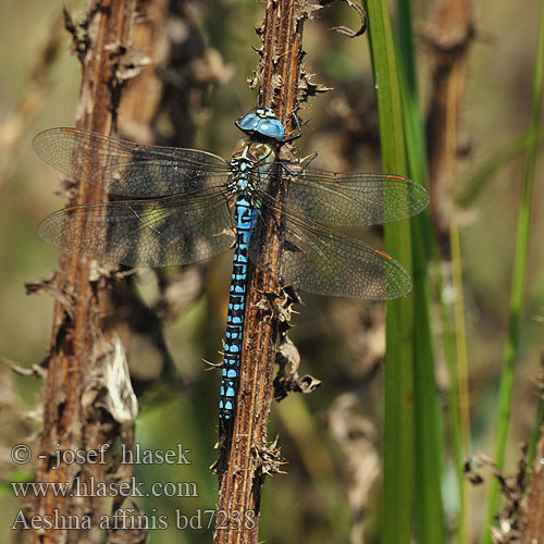 Żagnica południowa Šidlo trstinové rákosní Southern Migrant Hawker