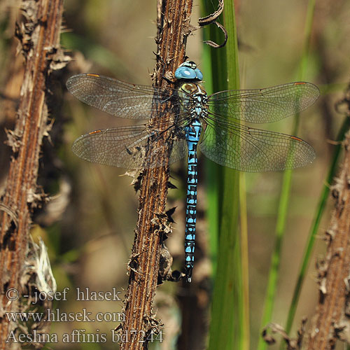 Šídlo rákosní Southern Migrant Hawker Blue-eyed