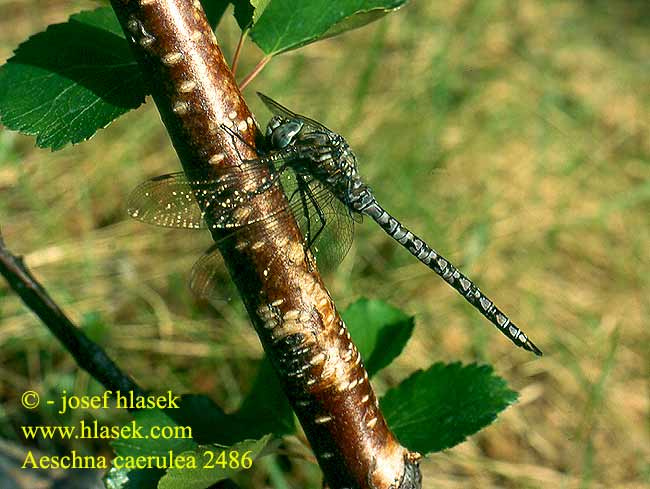 Aeshna caerulea Azure hawker Pohjanukonkorento Aeschne azurée