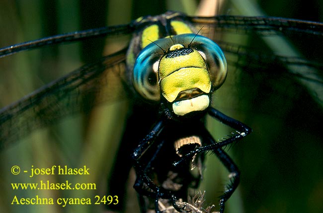 Aeshna cyanea Southern hawker Blå Mosaikguldsmed