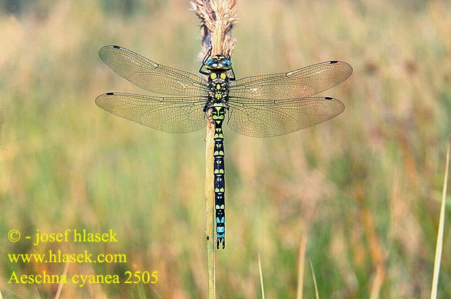 Aeshna cyanea Aeschne bleue Blauwe glazenmaker blu