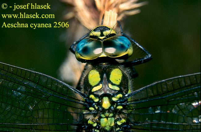 Aeshna cyanea 2506