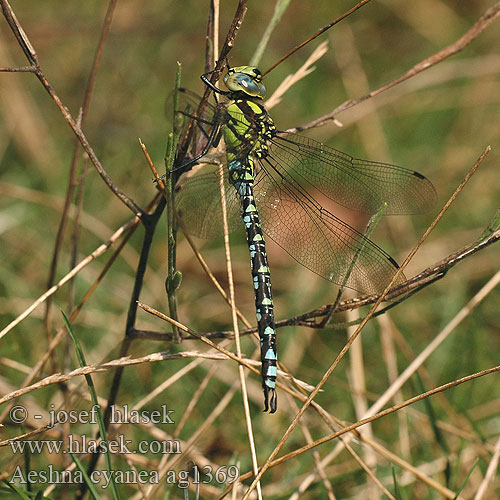 Aeshna cyanea ag1369