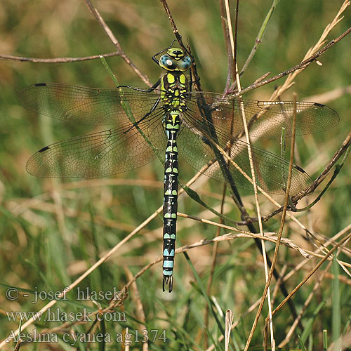 Aeshna cyanea Zelenomodra deva Blågrønn øyenstikker