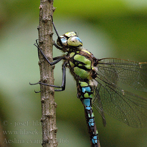 Kоромысло синее Southern hawker