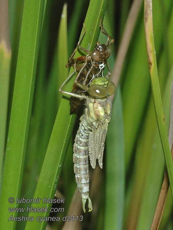 Southern hawker Aeshna cyanea