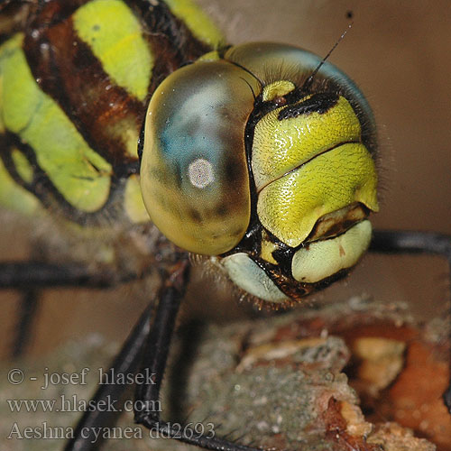 Aeshna cyanea коромысло синее Southern hawker