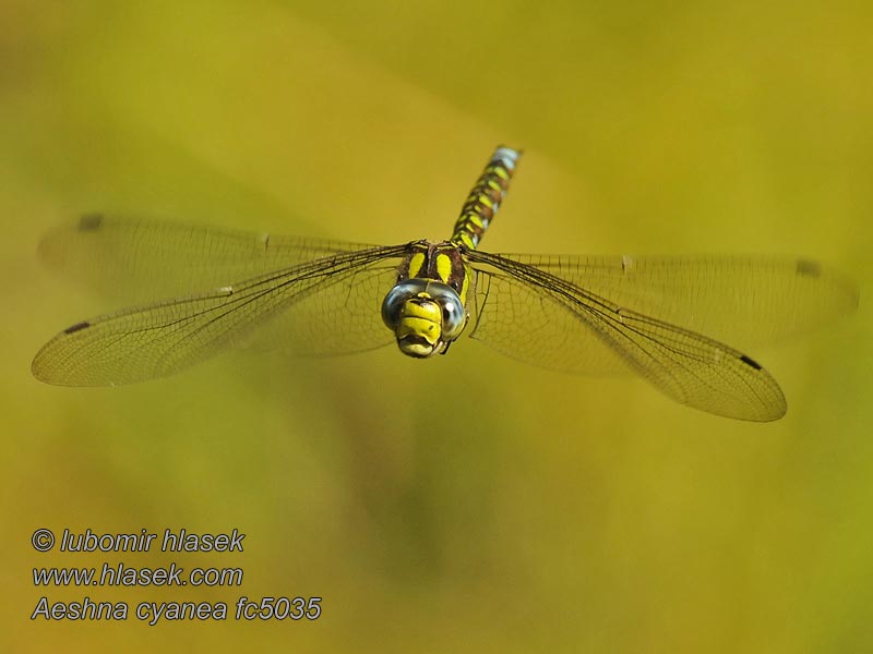 Aeschne bleue Aeshna cyanea