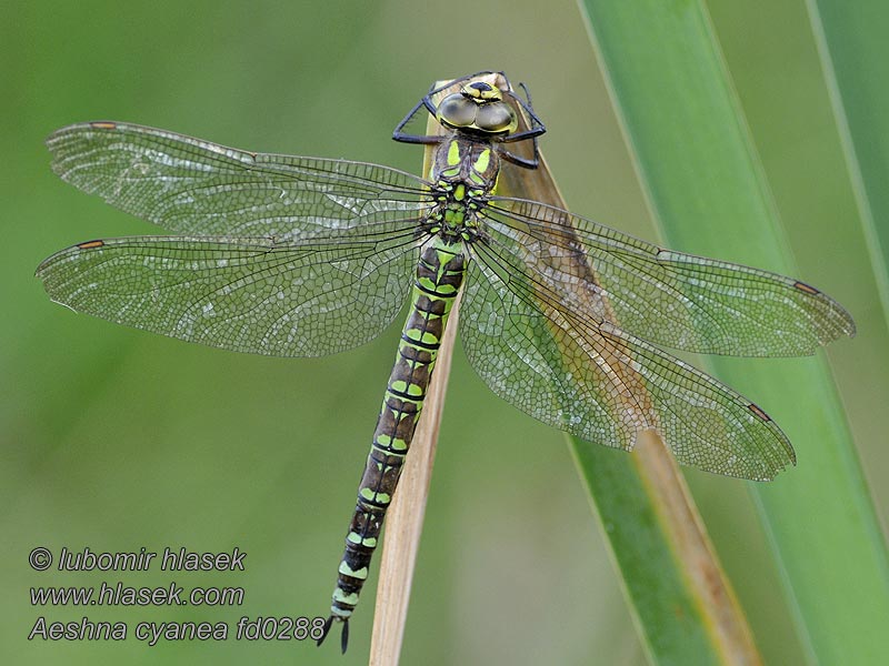 Aeshna blu Aeshna cyanea