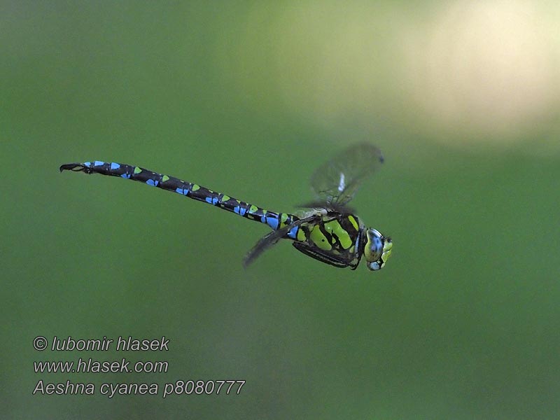 Blågrön mosaikslända Aeshna cyanea