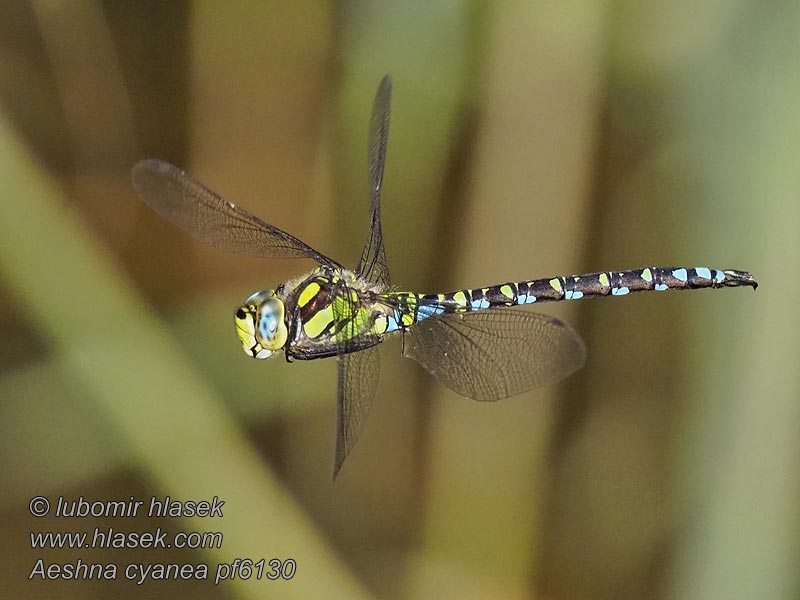 коромысло синее Aeshna cyanea