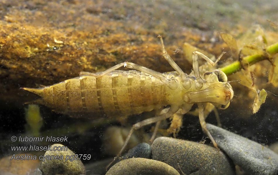 Коромисло синє Aeshna cyanea