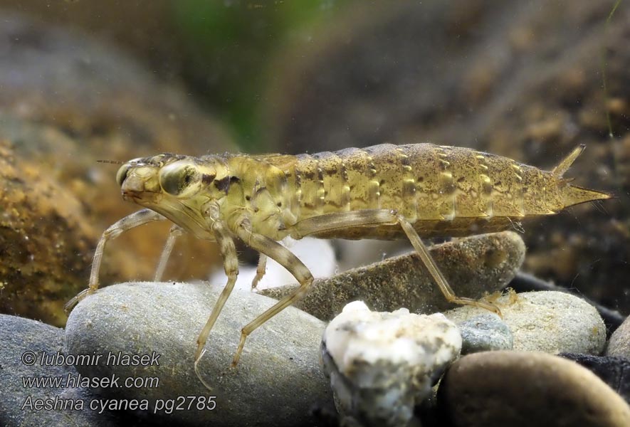 ルリボシヤンマの仲間、Aeshna cyanea