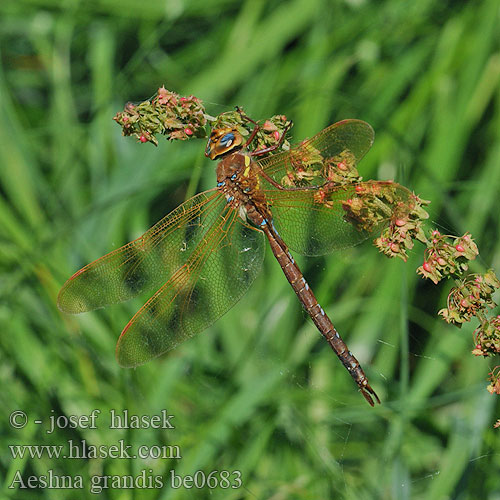 Nagy acsa Rjava deva Aeshna grandis Brown hawker