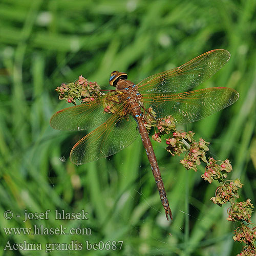 Brown hawker Brun Mosaikguldsmed Ruskoukonkorento