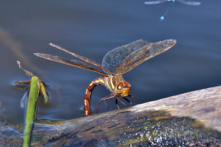 Brown hawker Brun Mosaikguldsmed Aeshna grandis