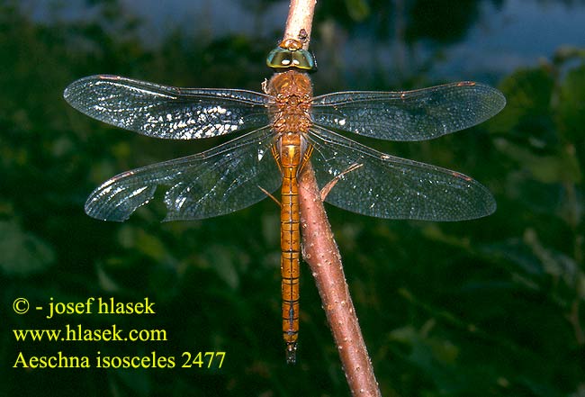 Aeshna isosceles Norfolk Green-eyed hawker Kileplet Mosaikguldsmed Aeschne isocèle