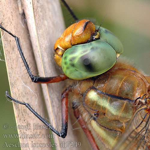 Aeshna isosceles Norfolk Green-eyed hawker