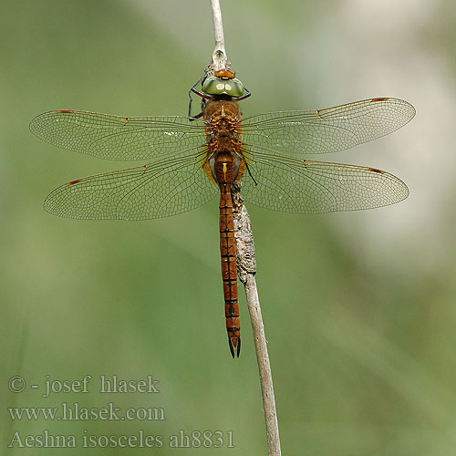 Aeshna isosceles Norfolk Green-eyed hawker