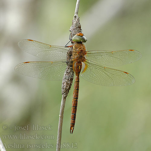 Aeshna isosceles rossa Keiflecklibelle żagnica ruda