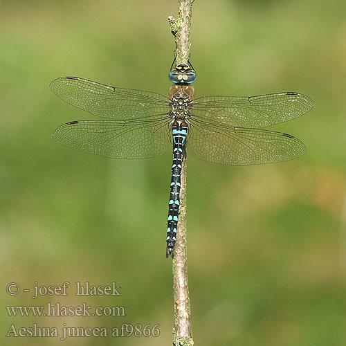 Aeshna juncea Common Hawker Siv Mosaikguldsmed Siniukonkorento