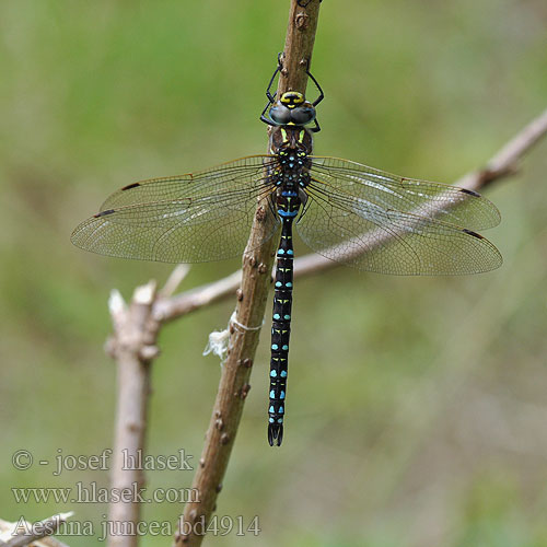 Common Moorland Hawker Siv Mosaikguldsmed