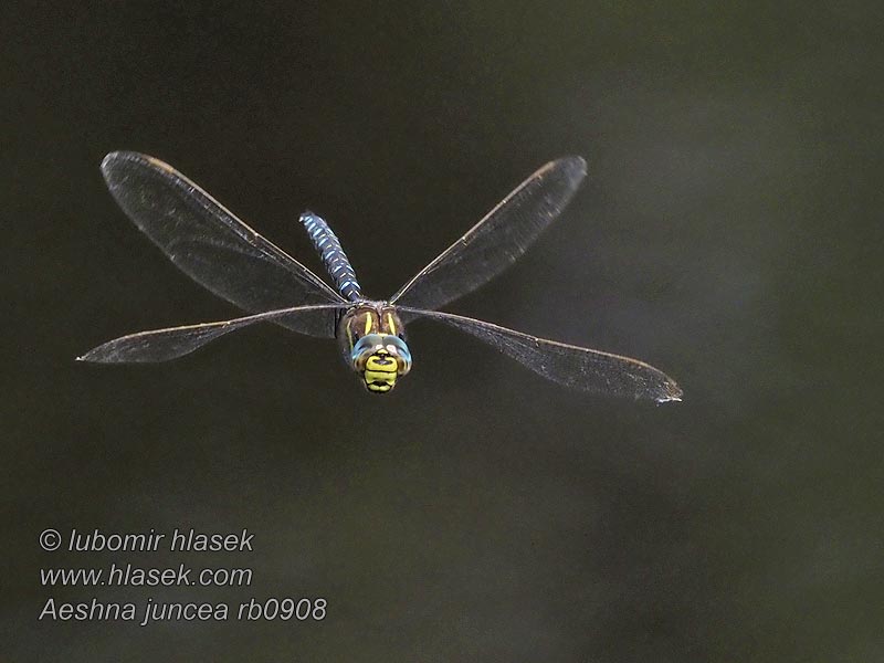 Aeshna juncea