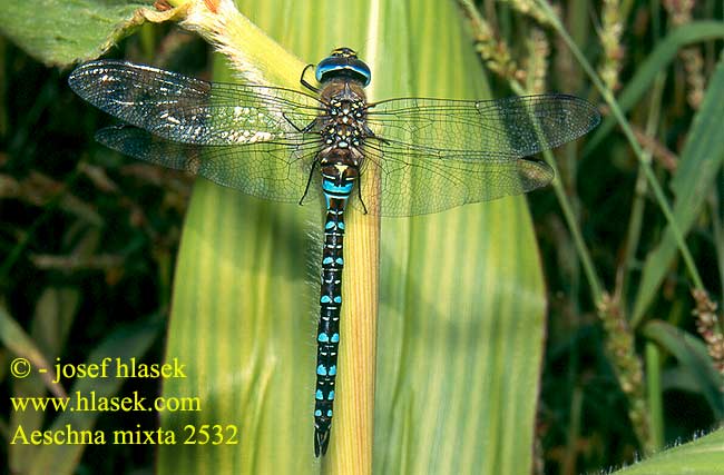 Aeshna mixta Migrant hawker Efterårs Mosaikguldsmed