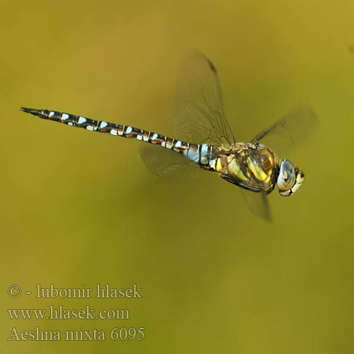 Migrant hawker Efterårs Mosaikguldsmed Etelänukonkorento