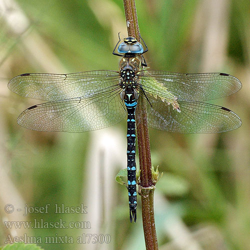 Aeshna mixta al7300