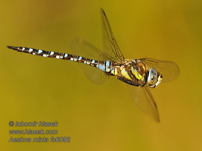 Migrant hawker Aeshna mixta